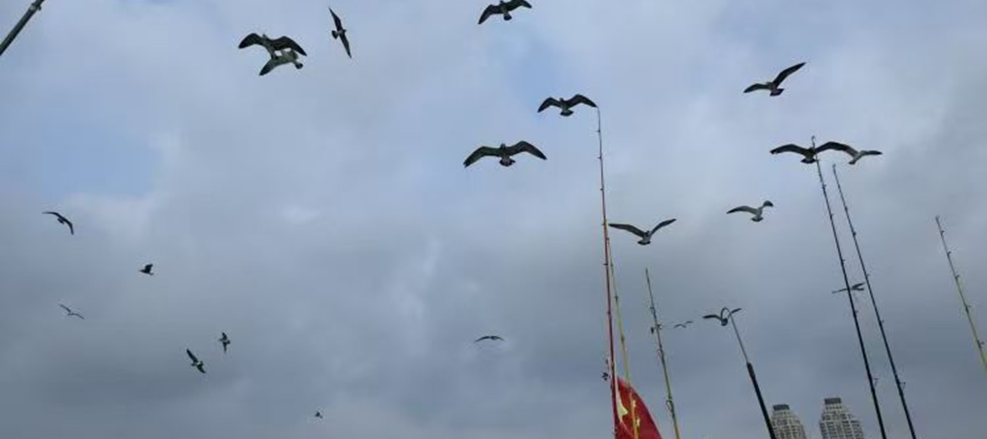 喂海鷗是俱樂部航線中人氣極高的互動項目,尤其受親子家庭喜愛,從餌料準備到互動方式都經過精心設計,安全又有趣,俱樂部為每位遊客免費準備海鷗專用餌料 喂海鷗是俱樂部航線中人氣極高的互動項目,尤其受親子家庭喜愛,從餌料準備到互動方式都經過精心設計,安全又有趣,俱樂部為每位遊客免費準備海鷗專用餌料