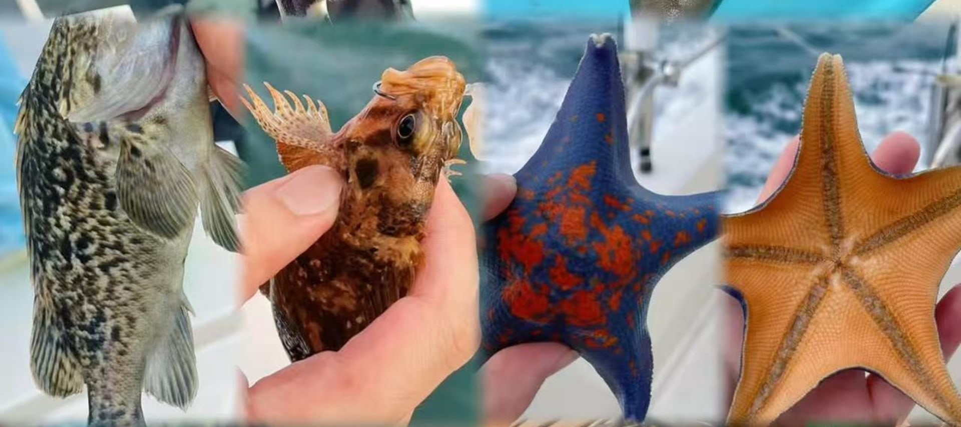 漁獲可現場稱重拍照,提供免費宰殺、冰袋打包服務;如需加工,可推薦碼頭合作飯店,主打 “清蒸鱸魚”“香煎鮁魚” 等原味做法 漁獲可現場稱重拍照,提供免費宰殺、冰袋打包服務;如需加工,可推薦碼頭合作飯店,主打 “清蒸鱸魚”“香煎鮁魚” 等原味做法