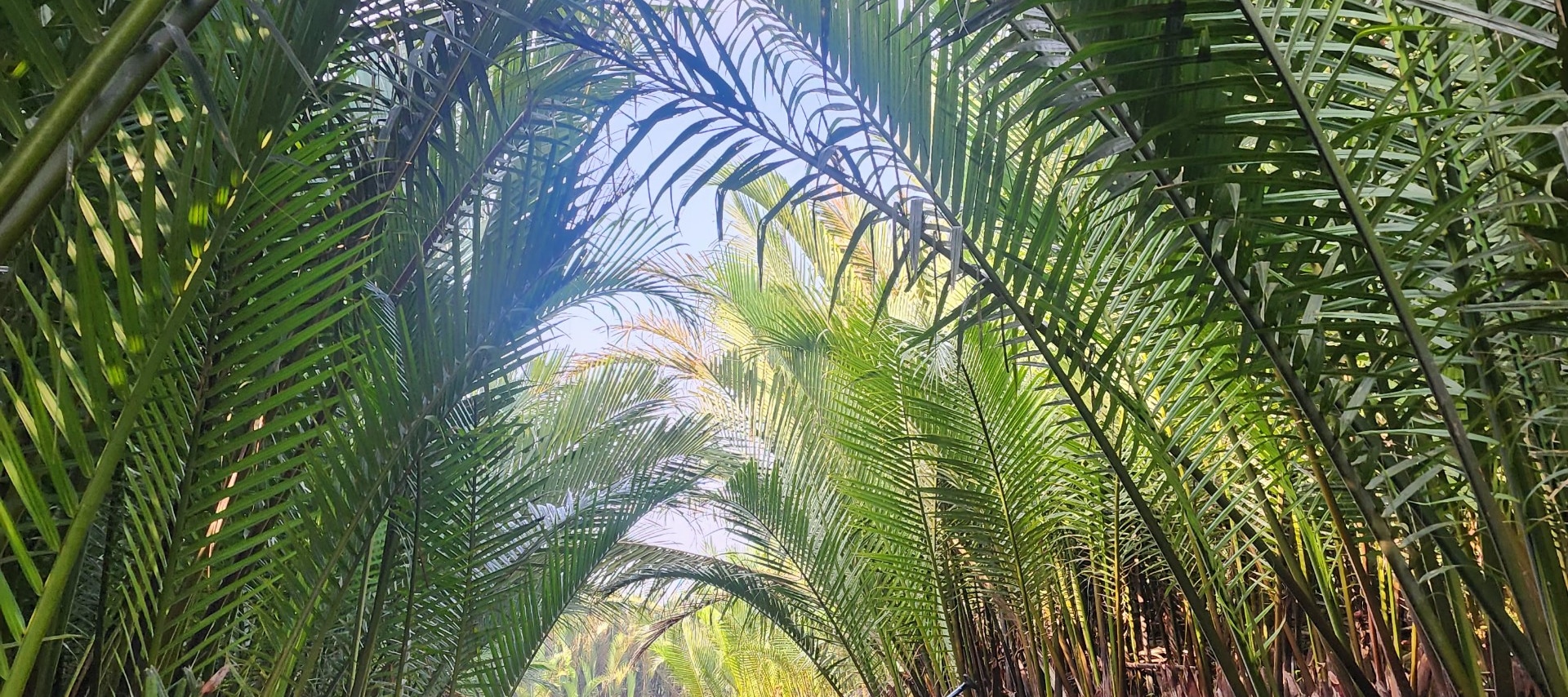 會安日出皮划艇體驗