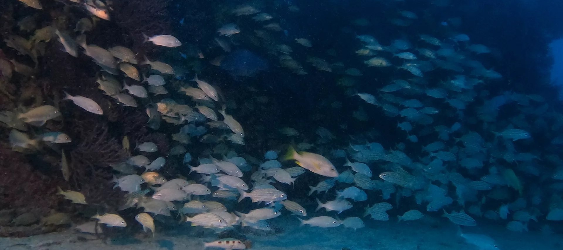 比斯坎灣關鍵挑戰：PADI 高級潛水員 5* 潛水中心