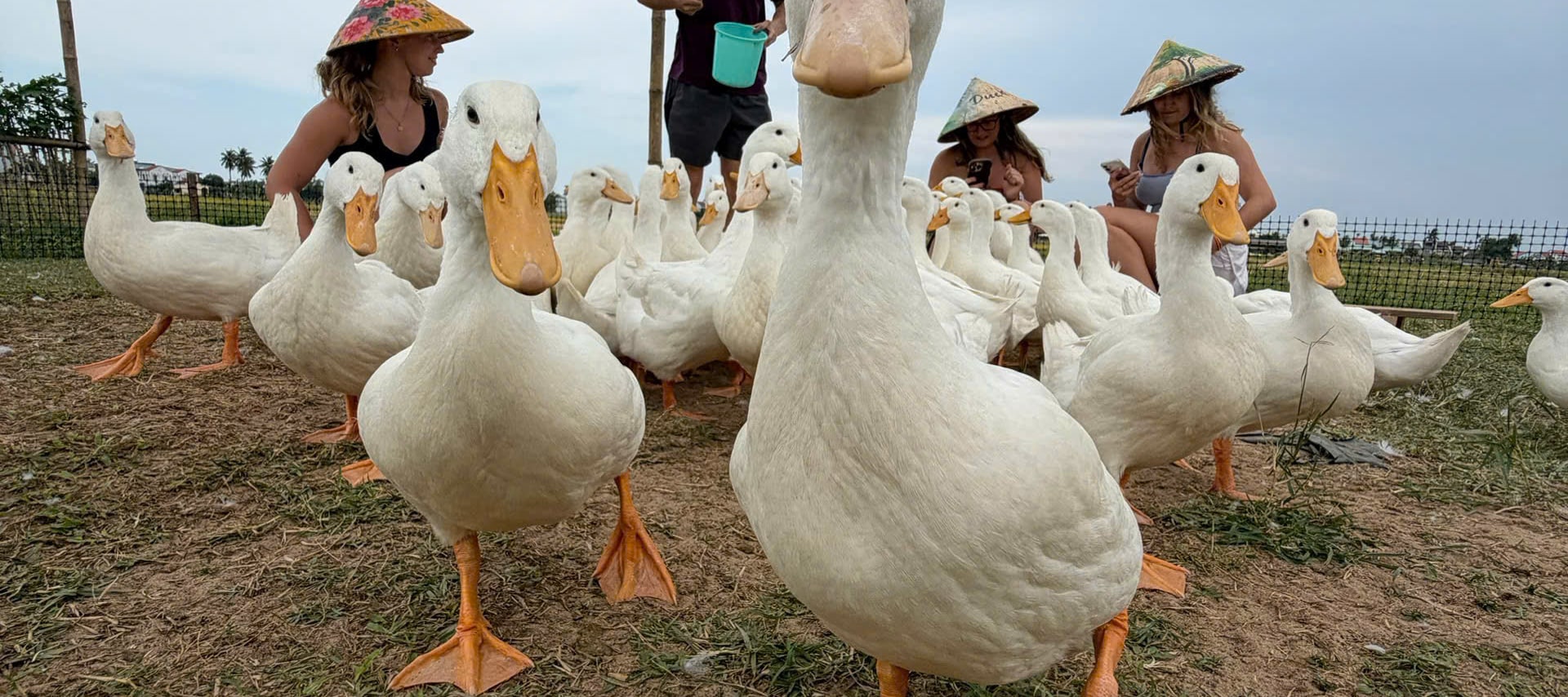 Duck Farm Experience Hoi An & Coconut Basket Boat Ride - Thumbnail 4