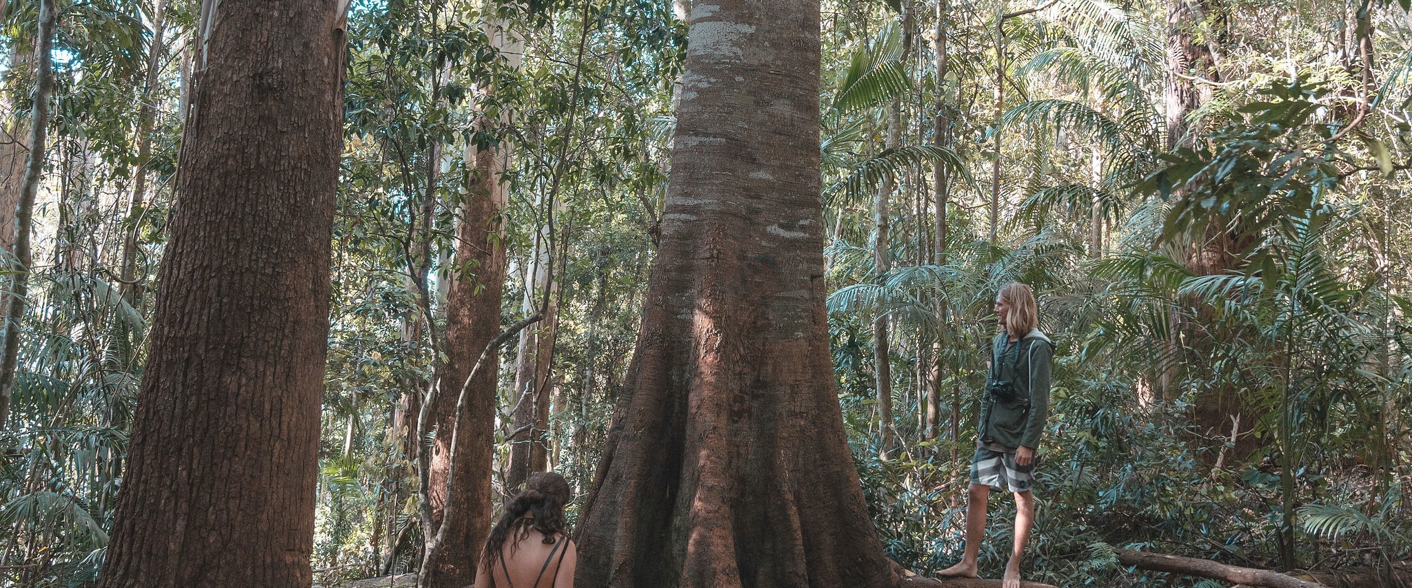 “Enjoy easy rainforest walks with stunning views and local wildlife on Tamborine tour.”