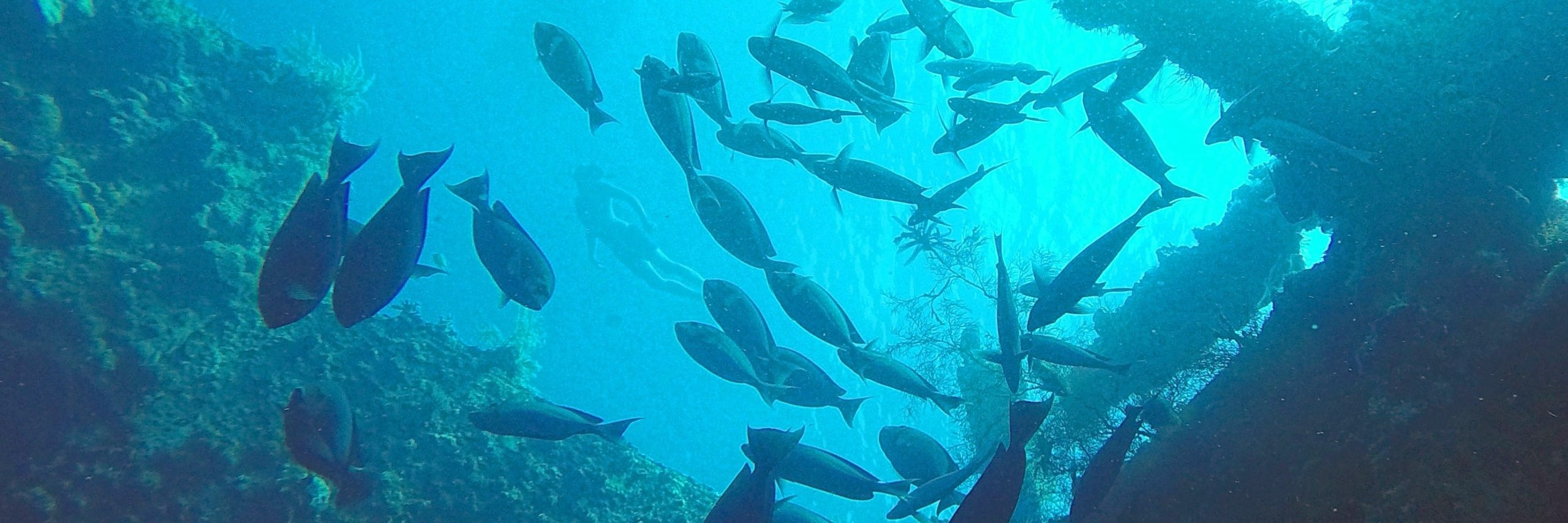 解鎖深度：努沙佩尼達島 PADI 5*中心高級課程