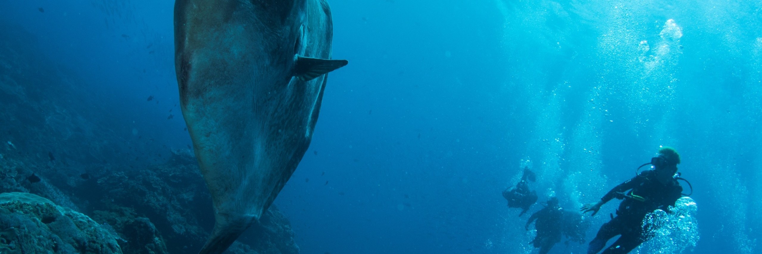 解鎖深度：努沙佩尼達島 PADI 5*中心高級課程