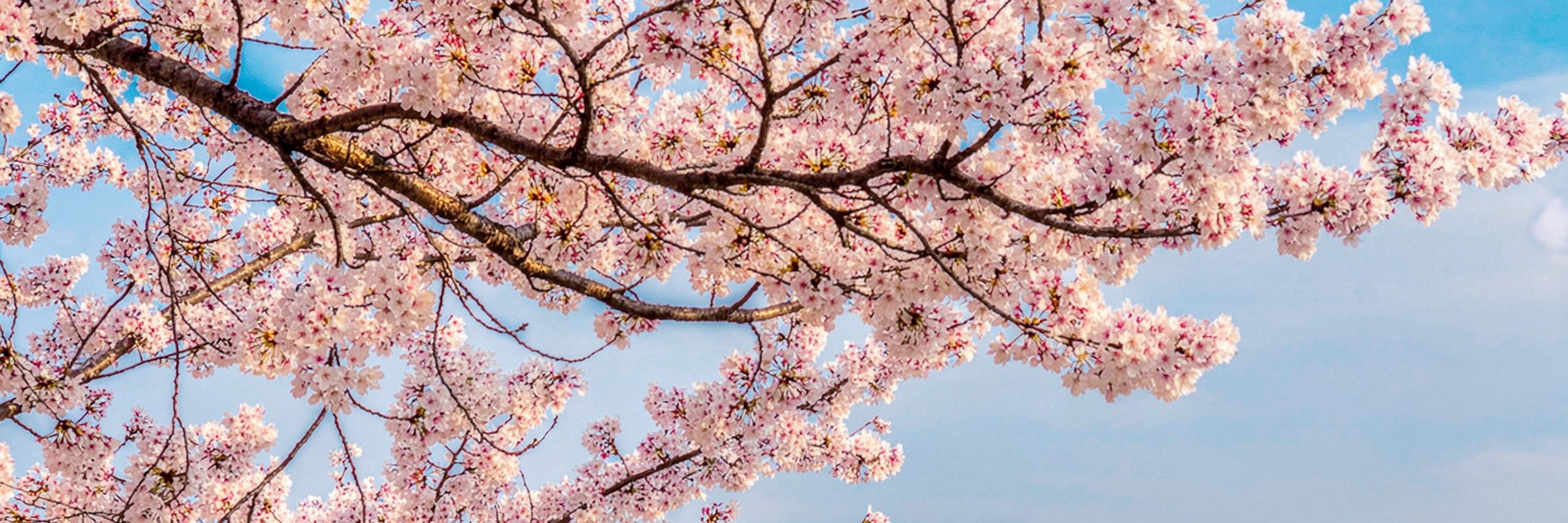 (白天) 漫步於月精橋上,橋下溪水潺潺,上方迴盪著古老王朝的餘音,映照出慶州古老的工程智慧。 (白天) 漫步於月精橋上,橋下溪水潺潺,上方迴盪著古老王朝的餘音,映照出慶州古老的工程智慧。