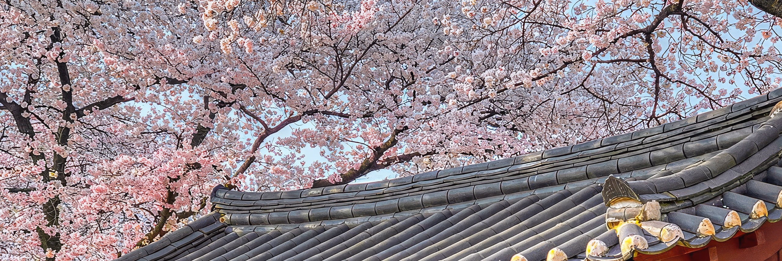 在櫻花盛開之際，造訪慶州 2–3 個最具代表性的賞櫻勝地。盡情體驗韓國春日令人屏息的美景，為您的旅程捕捉難忘的精彩瞬間。