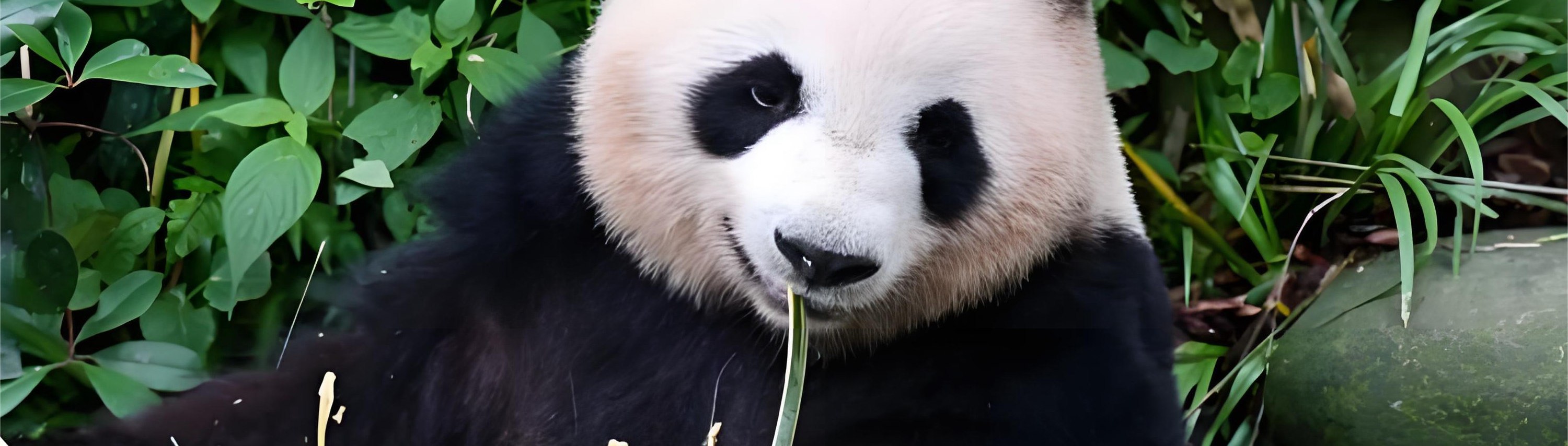 在熊貓谷這片仿生態的竹林樂園裡,大熊貓們自在嬉戲、憨態可掬,盡顯國寶的可愛與靈動 在熊貓谷這片仿生態的竹林樂園裡,大熊貓們自在嬉戲、憨態可掬,盡顯國寶的可愛與靈動