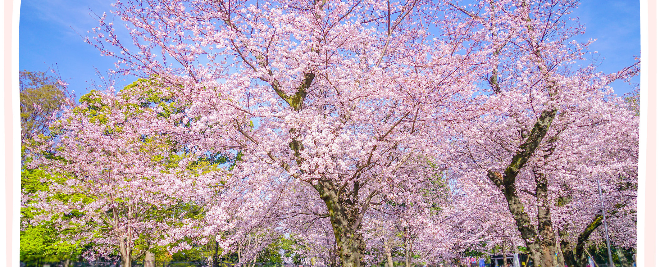 東京櫻花特輯：昭和紀念公園/六義園/飛鳥山