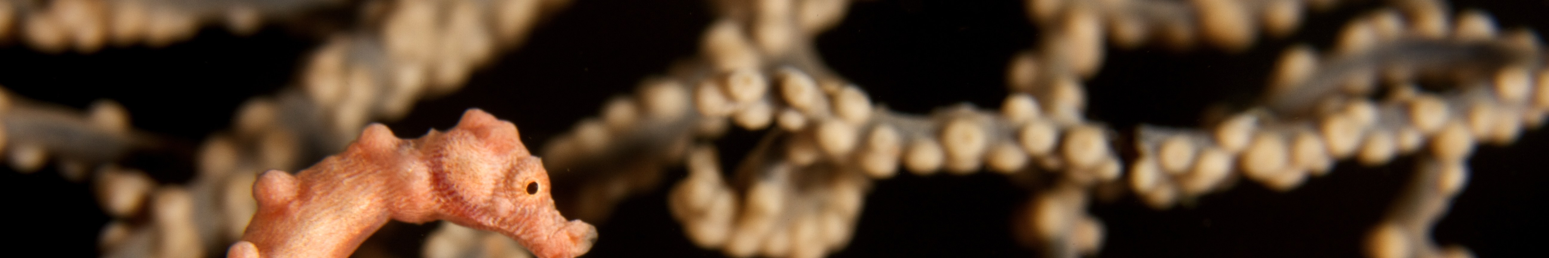 莫阿爾博阿爾珊瑚礁10次潛水套餐 （PADI五星級潛水中心）