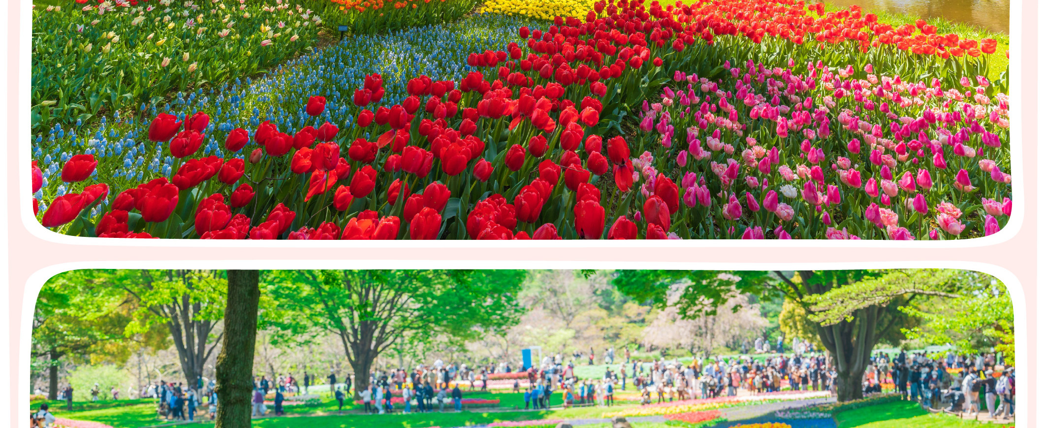 東京櫻花特輯：昭和紀念公園/六義園/飛鳥山