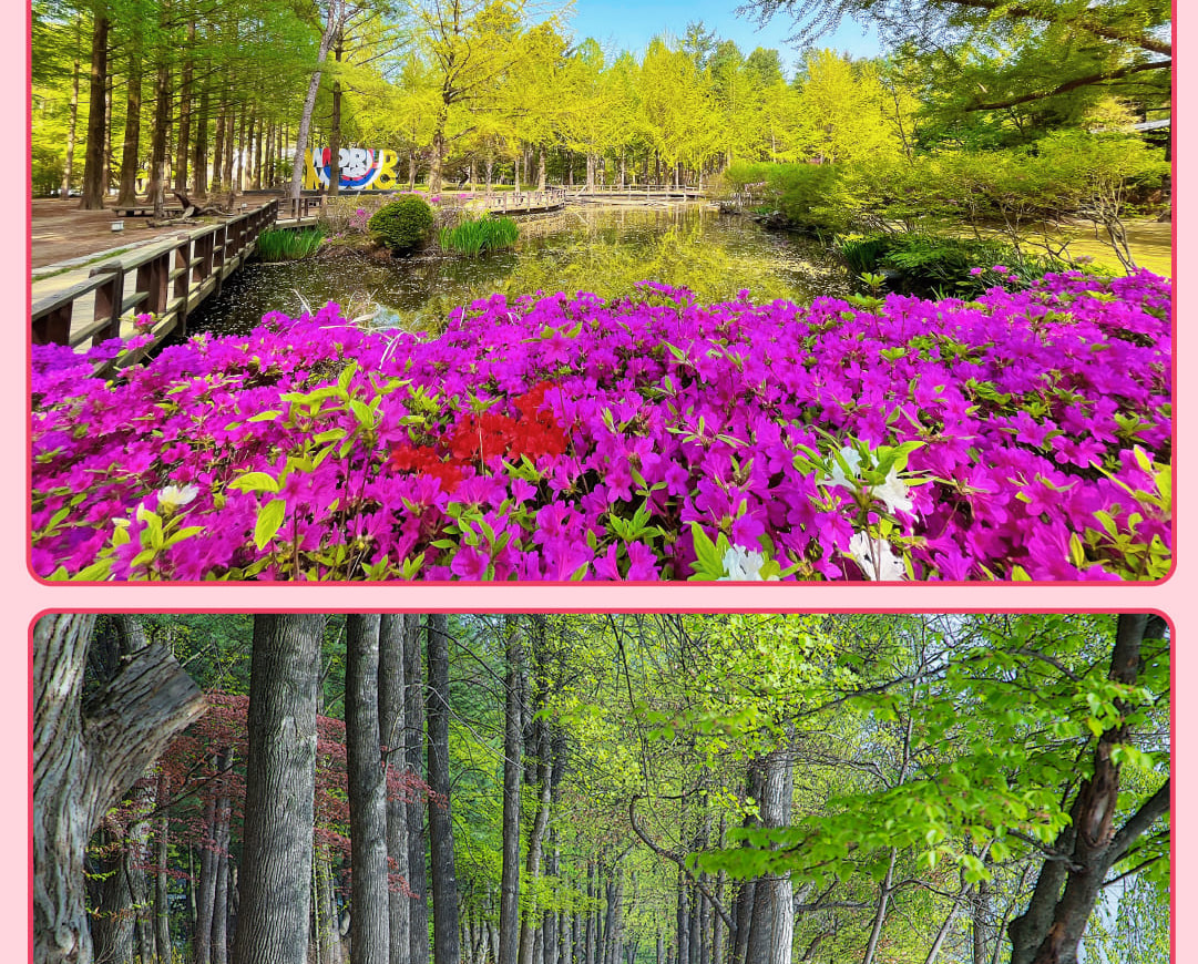 在韓劇《冬季戀歌》中出現的南怡島,擁有優美的風景和寧靜的氛圍。這裡是自然愛好者和韓劇迷放鬆和探索的理想場所。 在韓劇《冬季戀歌》中出現的南怡島,擁有優美的風景和寧靜的氛圍。這裡是自然愛好者和韓劇迷放鬆和探索的理想場所。