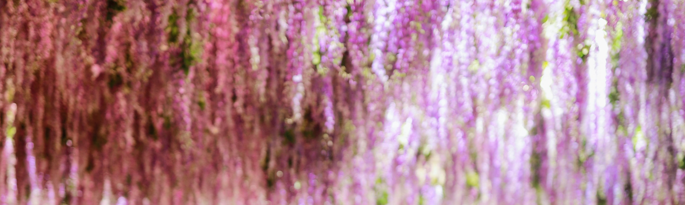 🌸 秋海棠花園
漫步於美麗的室內秋海棠花園，全年鮮花盛開

探索四季綻放的室內秋海棠花園，雨天也能拍美照

 雨でも安心！一年中咲き誇るベゴニア溫室ガーデンを散策