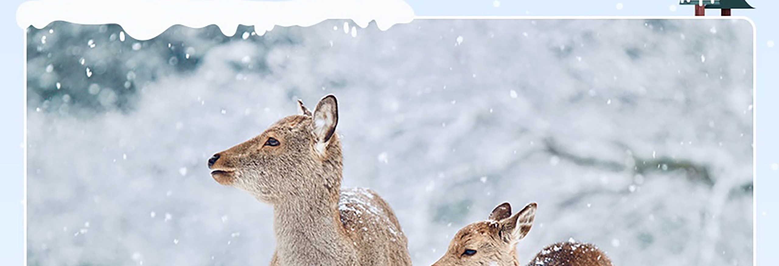 參觀奈良公園，在那裡您可以與自由漫步的鹿互動。