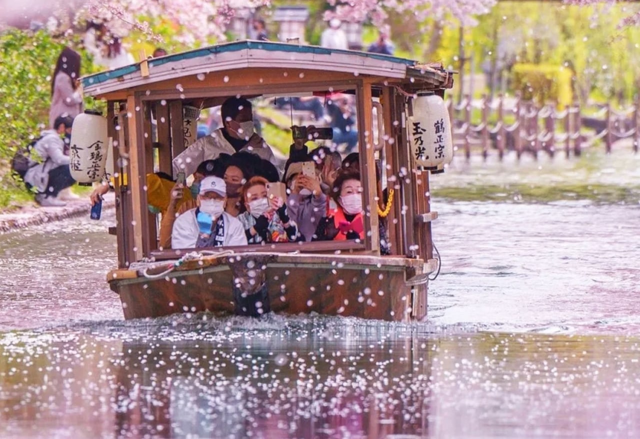 伏見十石舟:沿著古老水道緩緩前行,兩岸櫻花如雲、花瓣隨水飄落,是京都最有生活感與春日詩意的賞櫻體驗之一。 伏見十石舟:沿著古老水道緩緩前行,兩岸櫻花如雲、花瓣隨水飄落,是京都最有生活感與春日詩意的賞櫻體驗之一。