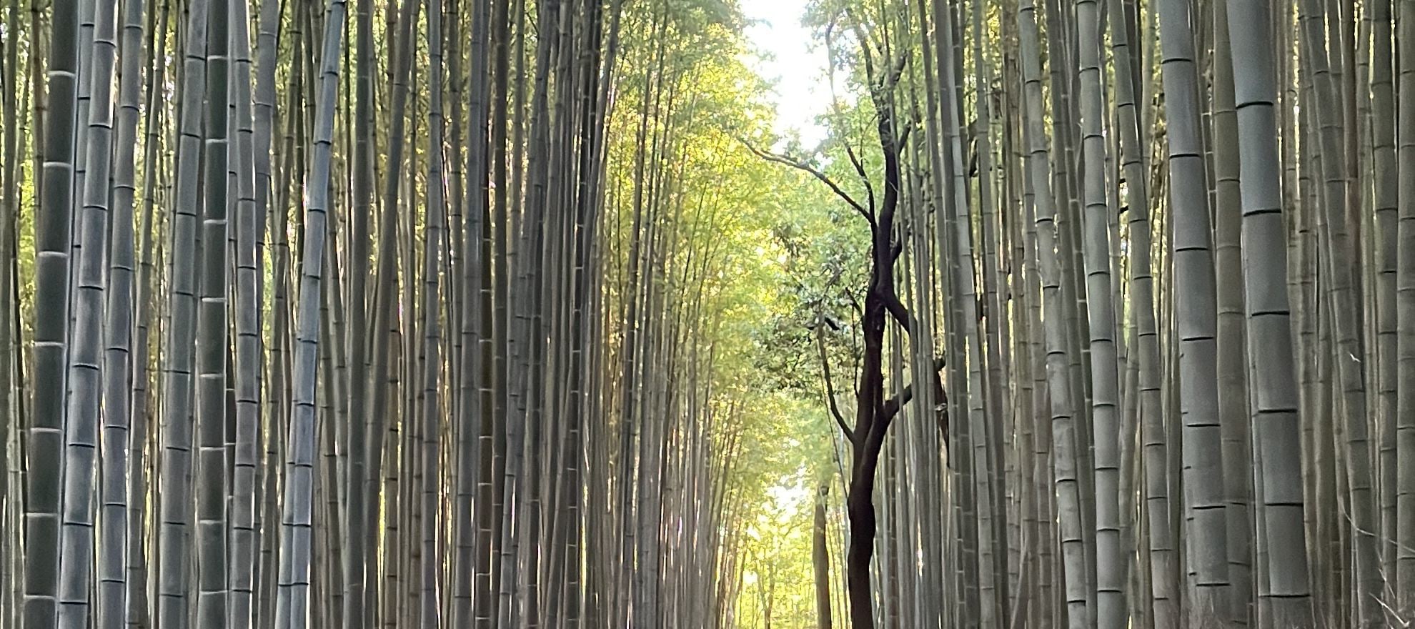 京都一日遊：永恆的地標和隱藏的瑰寶