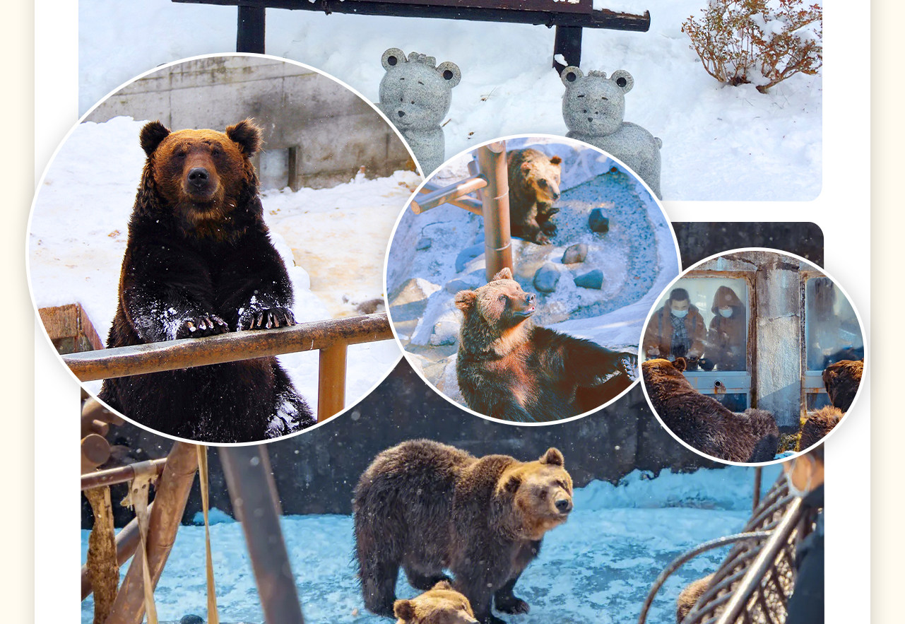 昭和新山和熊牧場，飼養著約100多隻純種的北海道棕熊。棕熊是北海道體型最大的野生哺乳動物，熊牧場裡可以為棕熊餵食。