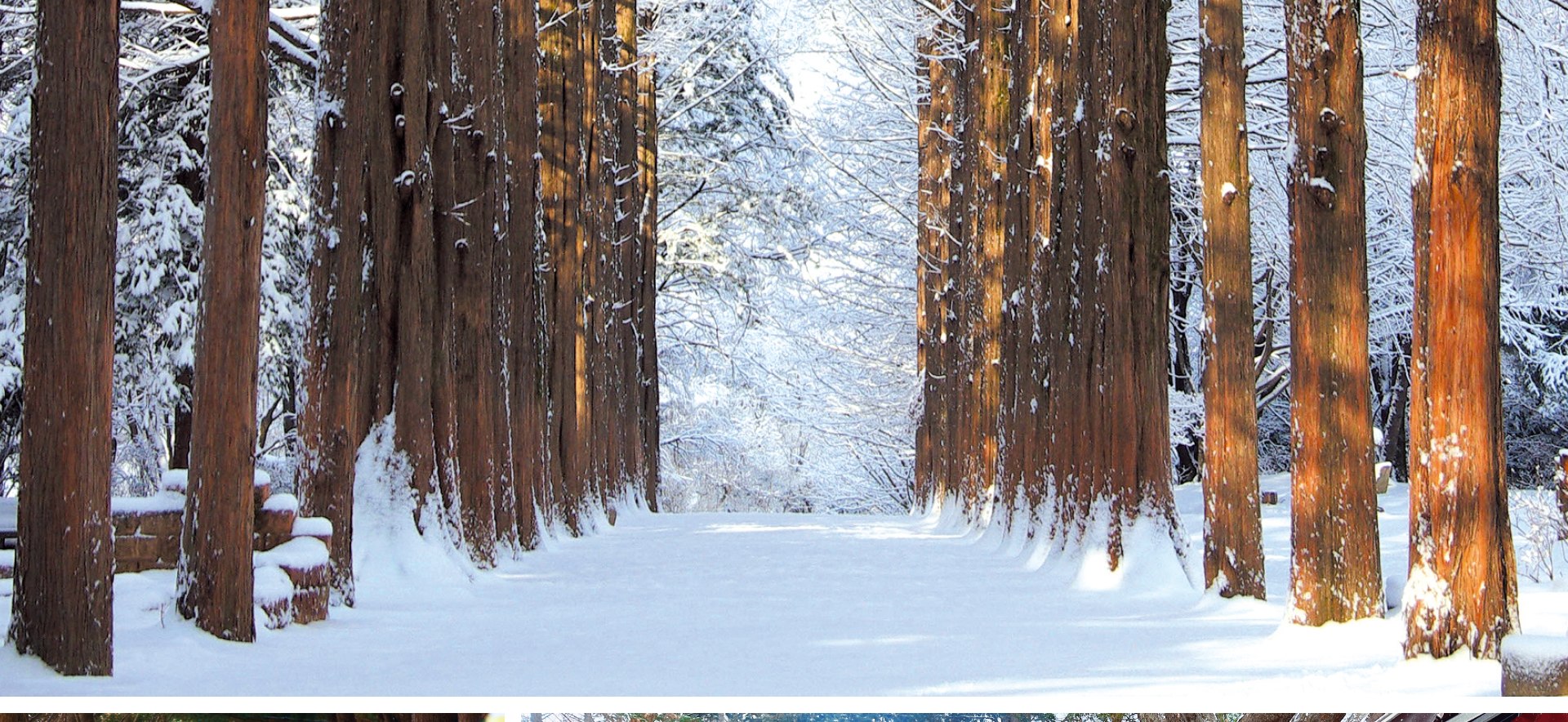 冬季的南怡島，就像走進了水晶球！❄️ 漫步在白雪皚皚的林蔭道下，在每個轉角處拍攝神奇的照片。