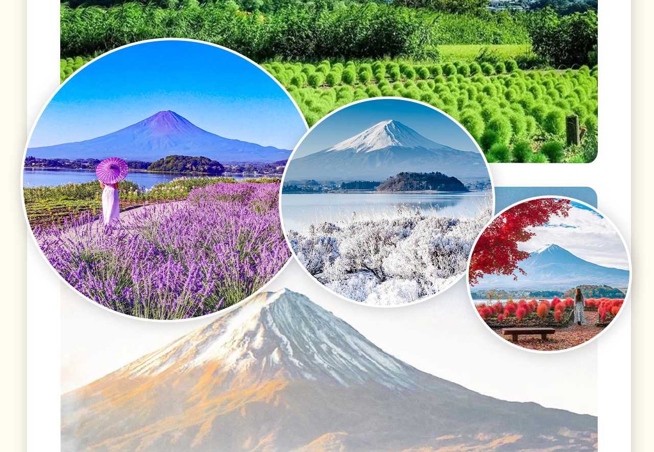 河口湖大石公園，以其廣闊的薰衣草田和壯麗的富士山景緻而聞名。公園內四季鮮花不斷，尤其是初夏的薰衣草和秋季的掃帚草，吸引著眾多遊客前來觀賞。