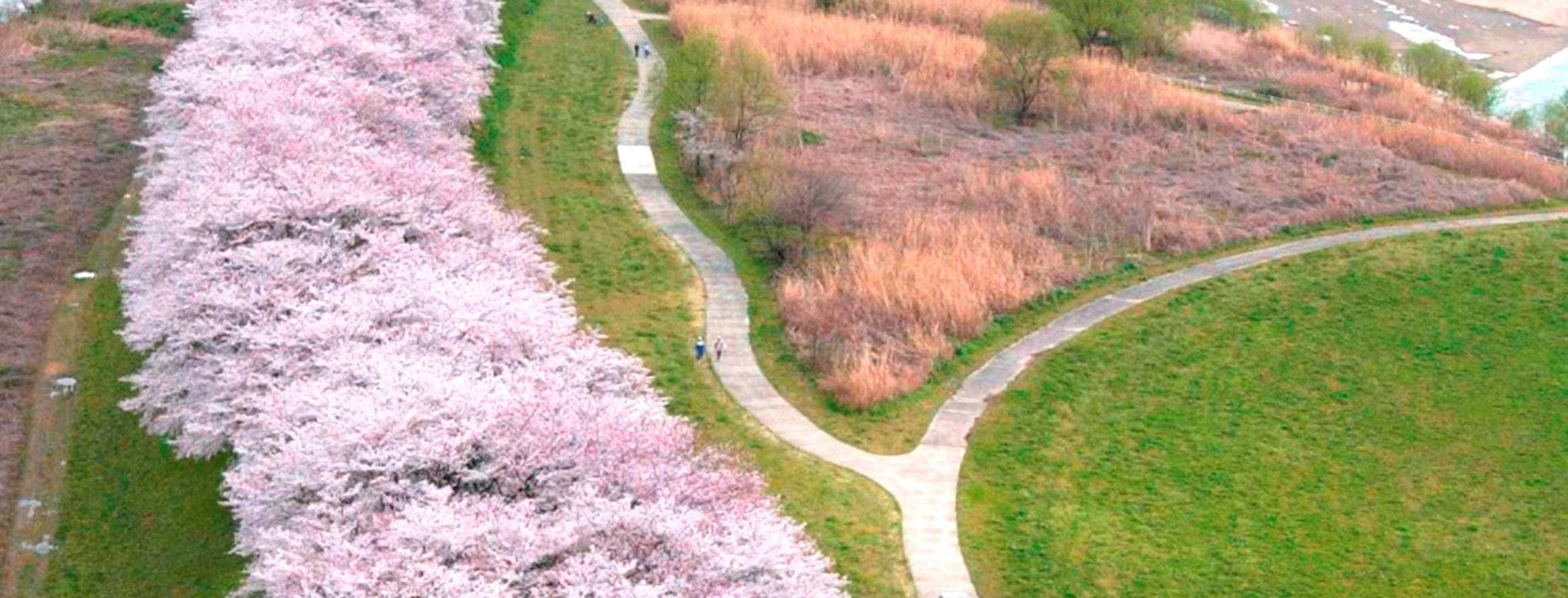 期間限定 淀川背割堤樱花祭  | 漫步1.4km櫻花隧道・宇治・勝尾寺・箕面大瀑布 
