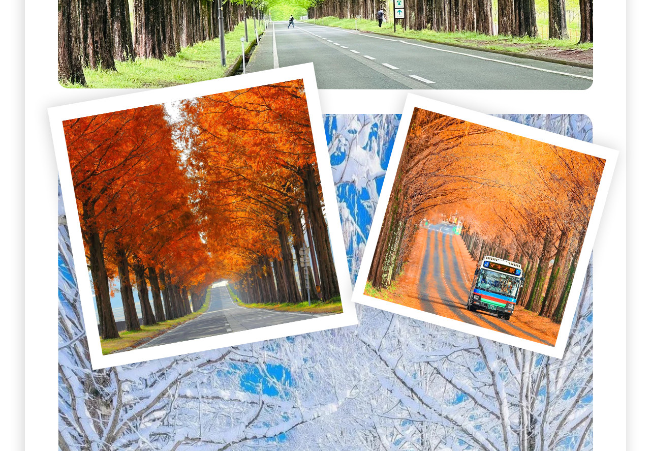 徒步水杉大道，這條被冰雪覆蓋的2.4公里林蔭大道，兩側500株水杉樹營造出浪漫神秘的氛圍，早在1994年就被選為"日本街路樹百景"之一。漫步其中，遠眺野坡山地，感受冬日獨有的靜謐與壯美