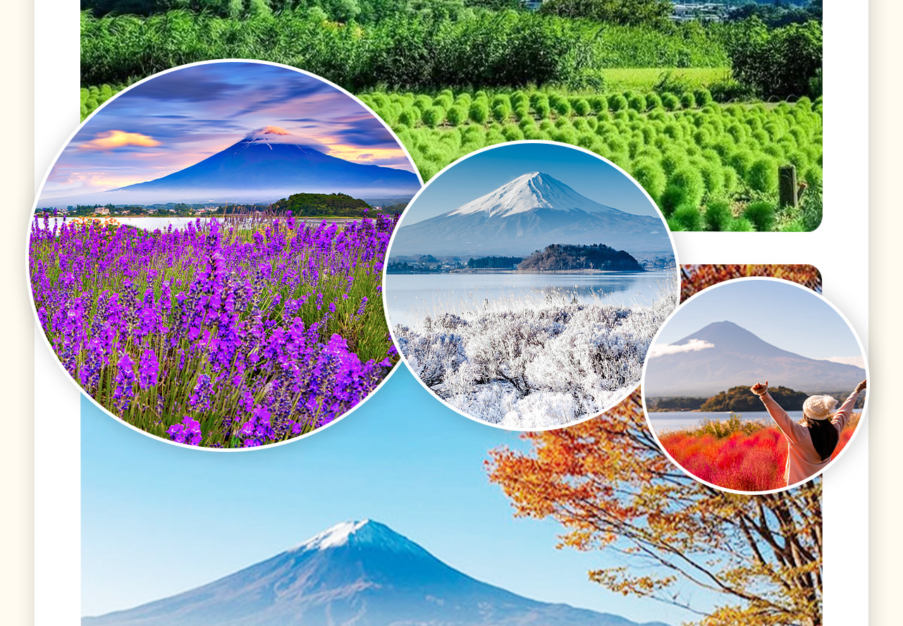 大石公園位於日本富士山腳下的河口湖畔,以其廣闊的薰衣草田和壯麗的富士山景而聞名。公園內紫色的薰衣草花海與富士山的雄姿相映成趣,是攝影愛好者的天堂,享受與大自然親密接觸的樂趣。 大石公園位於日本富士山腳下的河口湖畔,以其廣闊的薰衣草田和壯麗的富士山景而聞名。公園內紫色的薰衣草花海與富士山的雄姿相映成趣,是攝影愛好者的天堂,享受與大自然親密接觸的樂趣。