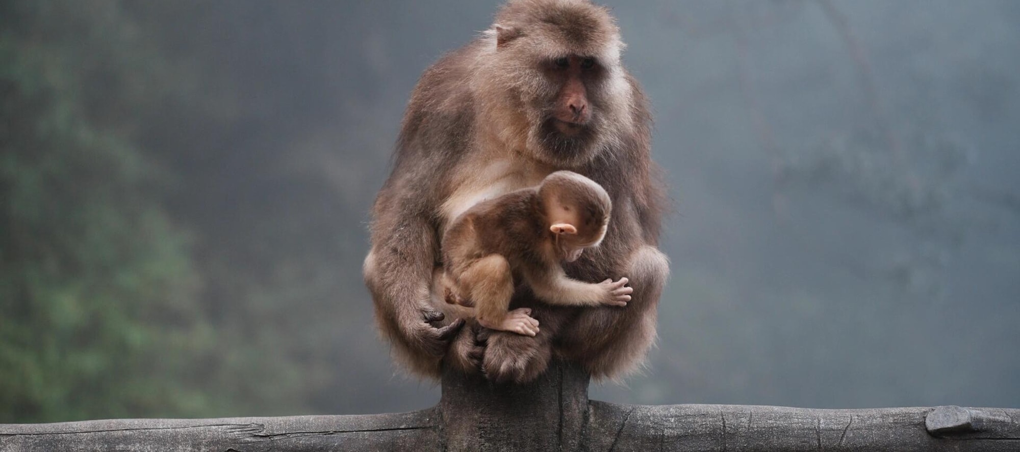 Wander in the secret land of Emei Mountain, meet the playful monkeys, watch them play and have fun, and experience the wonderful joy of harmonious coexistence between man and nature