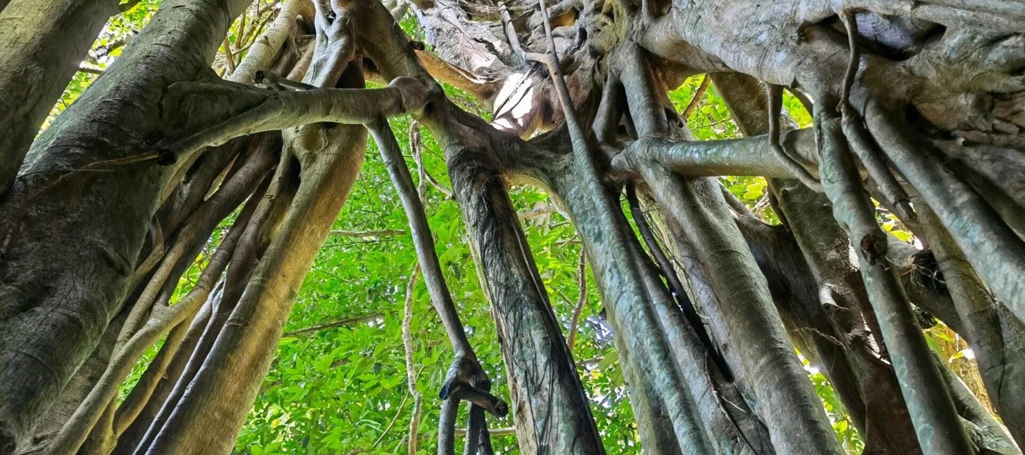 在西雙版納熱帶植物園，能看見奇妙反差。一邊是城市高樓林立，一邊是園內雨林繁茂。鋼筋水泥與自然生態相遇，逛園時，既能觸摸雨林生機，又能遠眺城市活力，像一場穿越，在自然與現代間自由遊走