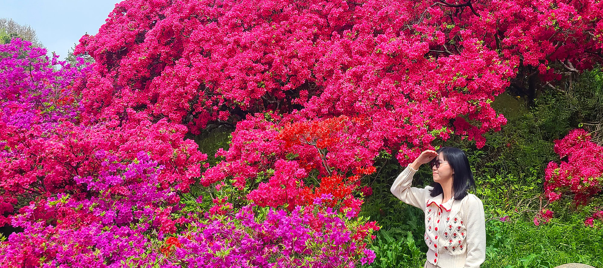 📸 萬山公園百花齊放,到處都是可愛的拍照點。 📸 萬山公園百花齊放,到處都是可愛的拍照點。
