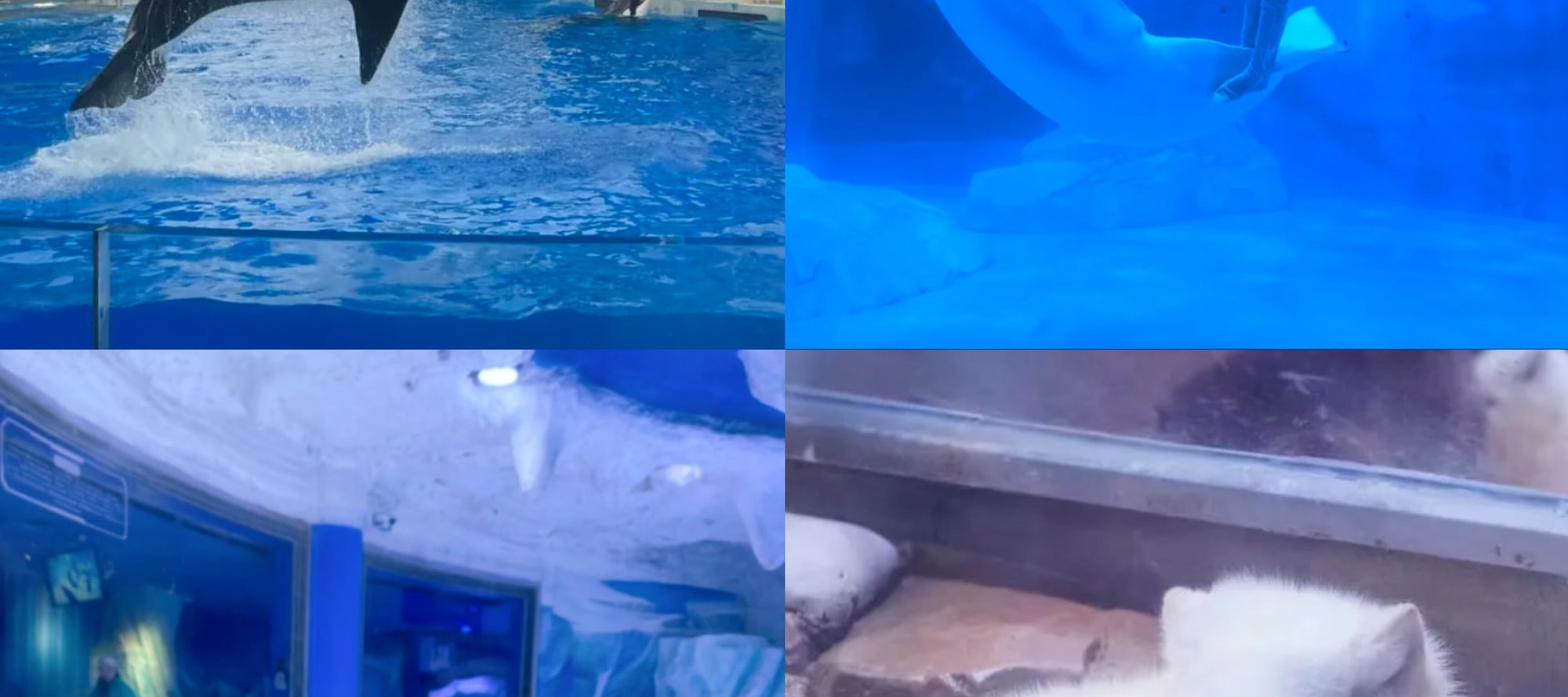 Killer whales leaping, beluga whales interacting, penguins showing their cuteness, white foxes taking a rest, Haichang gathers a variety of marine fun