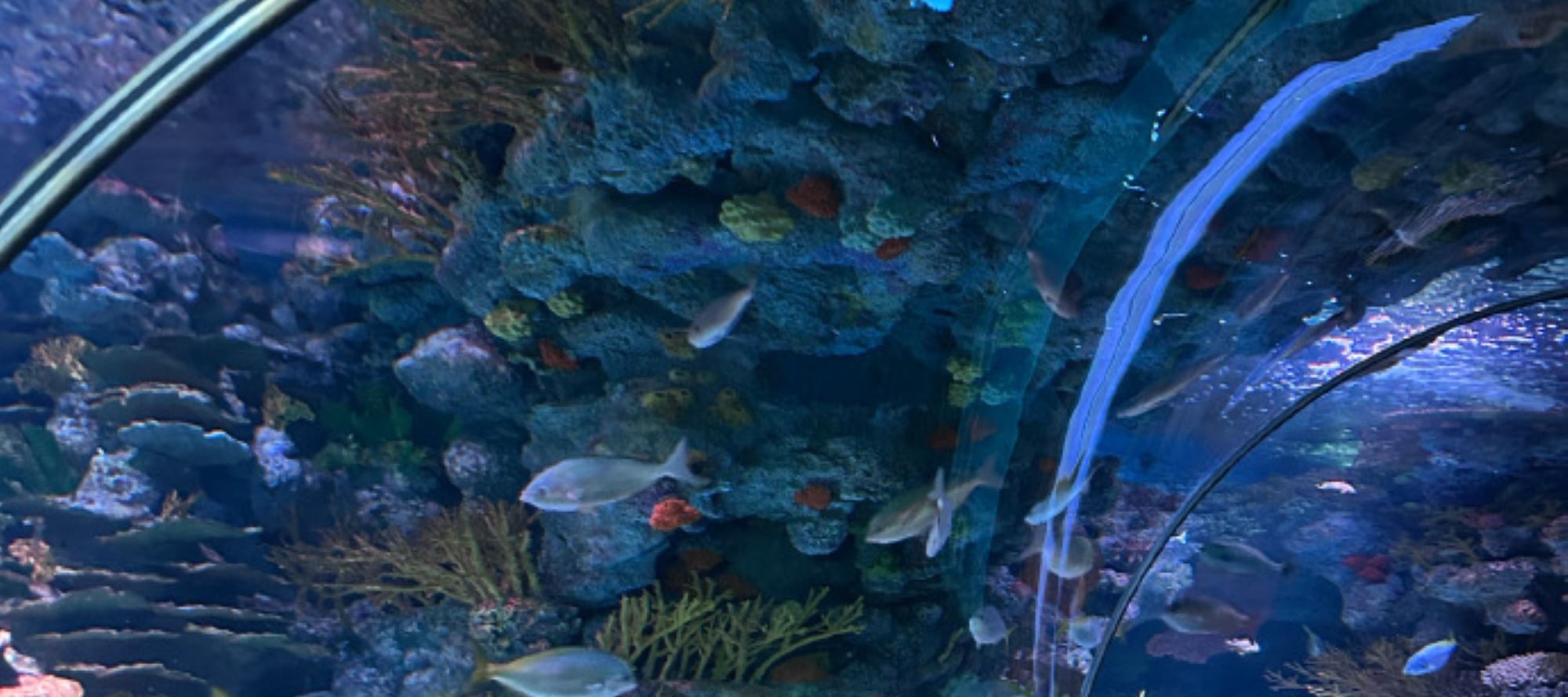 上海樂遊之旅3日遊（門票全含+東方明珠&海洋水族館&金茂大廈雲中漫步+船遊浦江夜景+俯瞰上海全景+外灘建築博覽群+全球首家可口可樂餐廳）