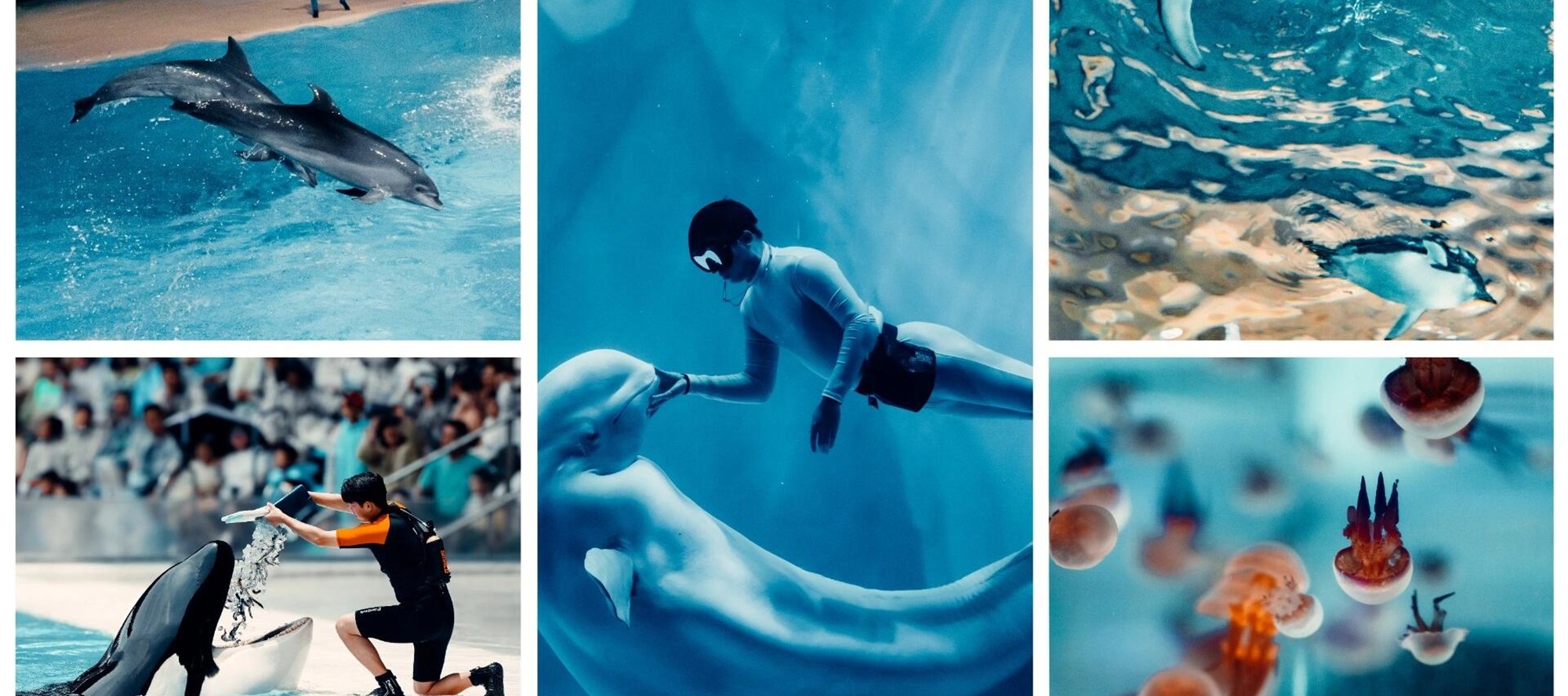 Beluga whales swimming, schools of fish swimming, killer whales interacting... Haichang uses its camera to capture the dreamy moments of the ocean. Come and see