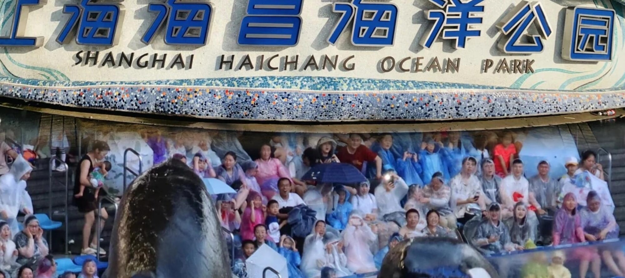 The gate of Shanghai Haichang Ocean Park is open, with killer whales accompanying you, wonderful performances and fun park tours waiting for you