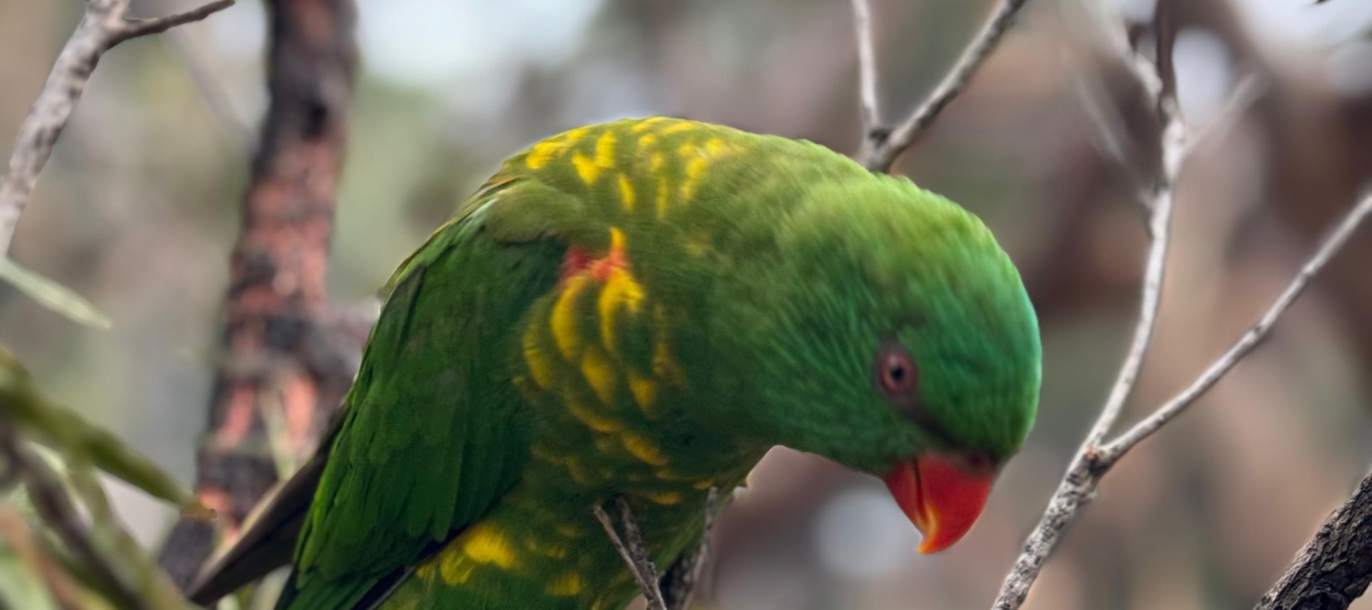 Australian Wildlife, Blue Mountains & Scenic World Private Tour