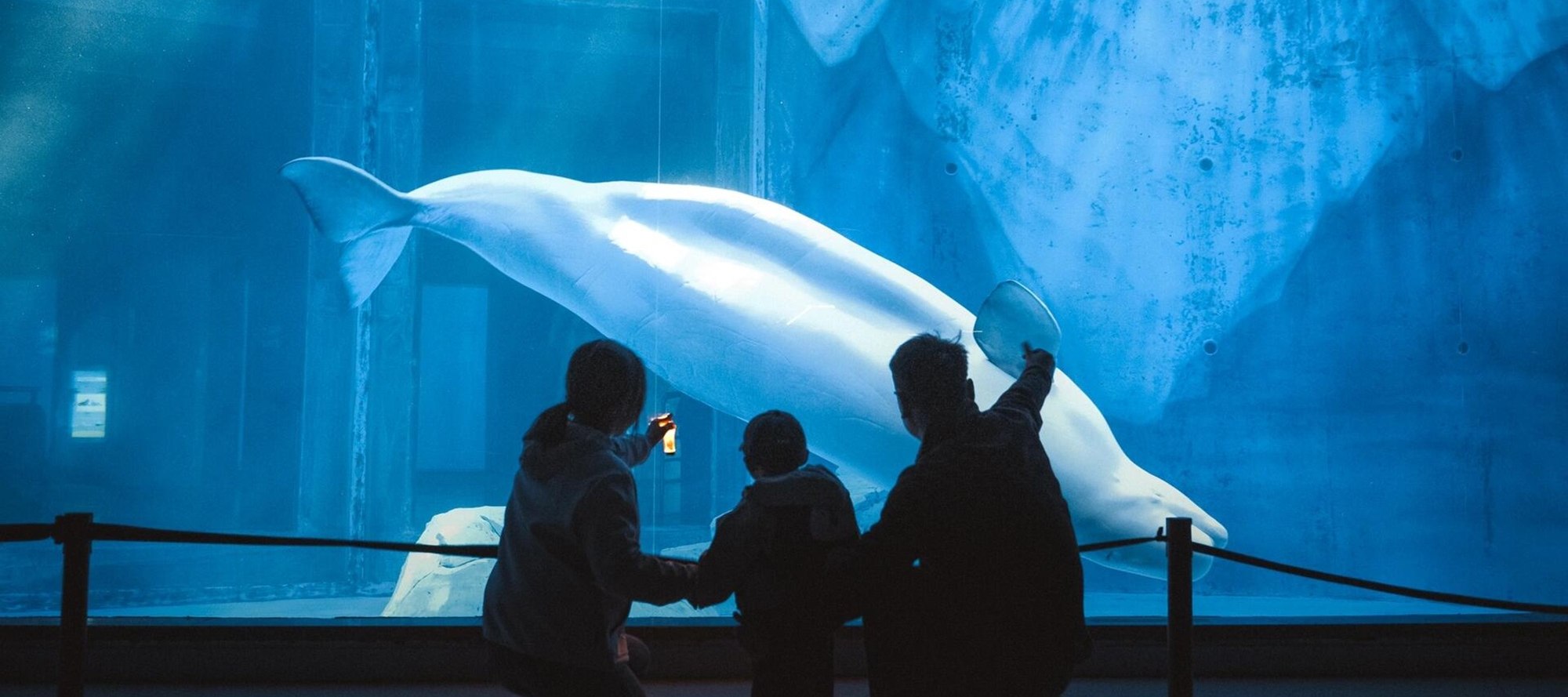 Parents and children watch beluga whales together at Haichang Ocean Park, and record the wonders of the ocean in their growth stories