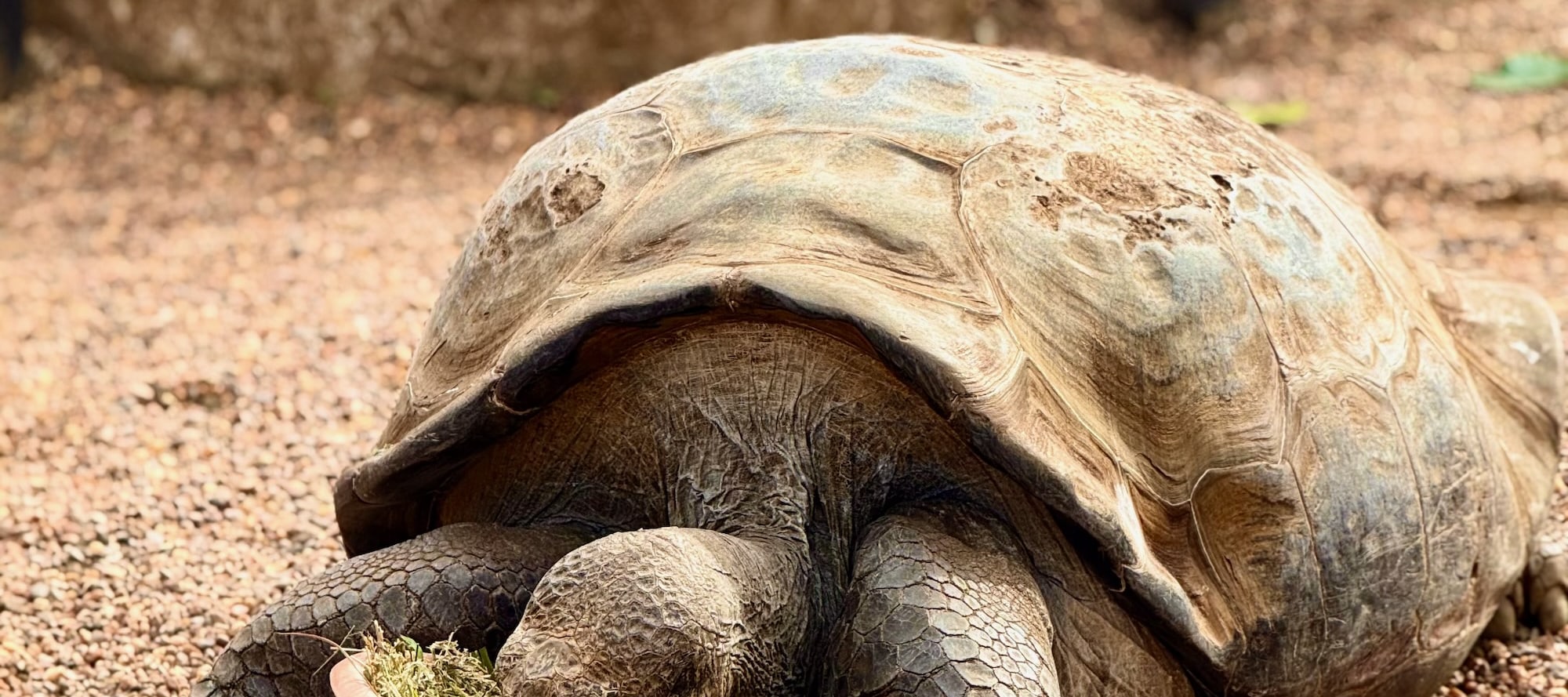 Galapagos Tortoise