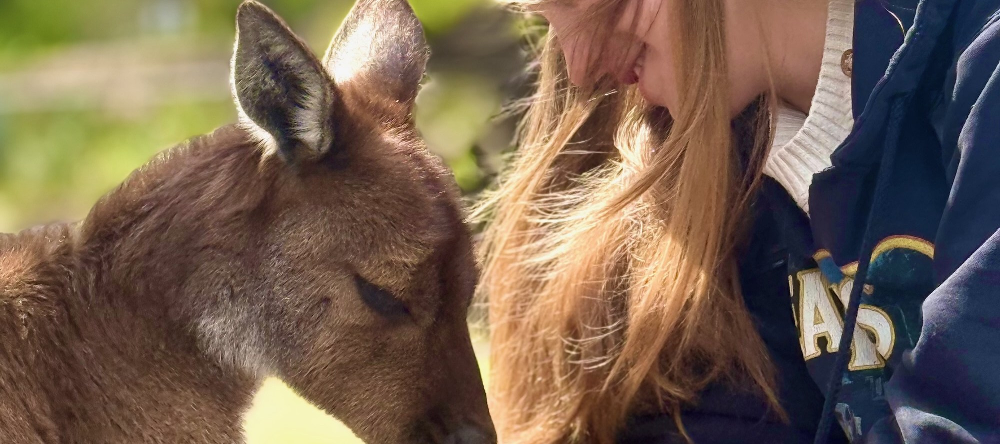 Meet friendly kangaroos