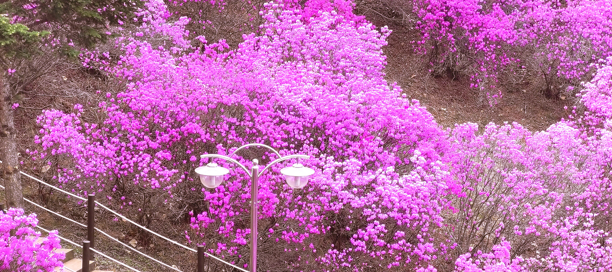 🩷🌺 遠美杜鵑花山是著名的春季旅遊勝地,深受當地人喜愛。 🩷🌺 遠美杜鵑花山是著名的春季旅遊勝地,深受當地人喜愛。