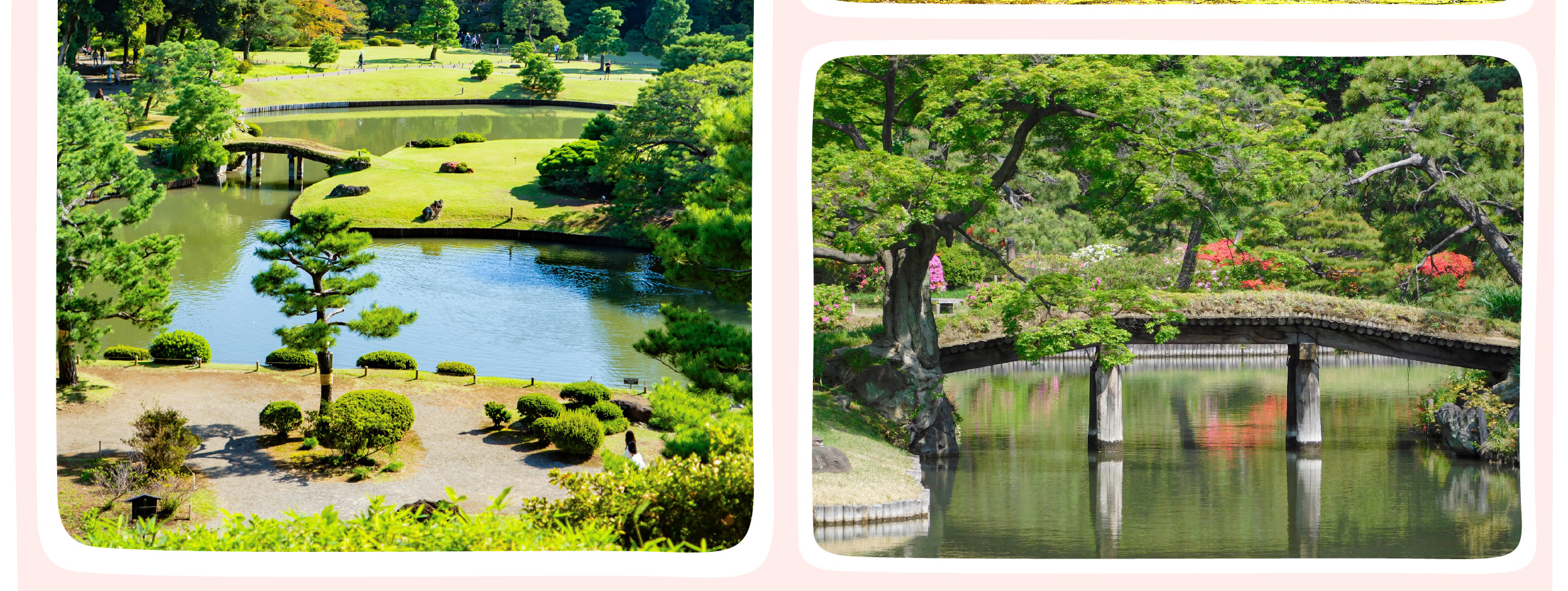 東京櫻花特輯：昭和紀念公園/六義園/飛鳥山