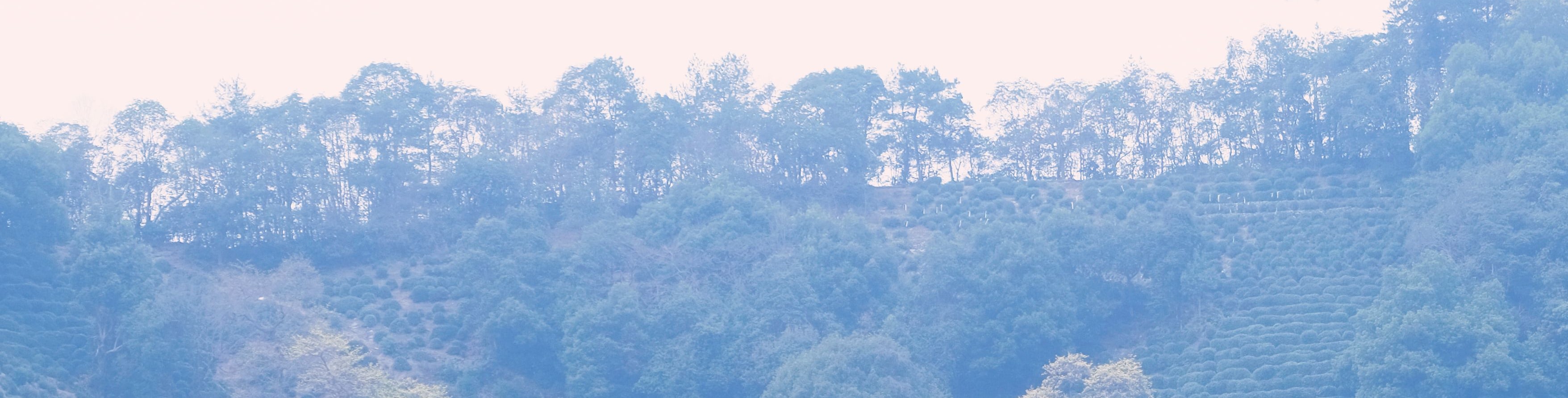龍井村景色