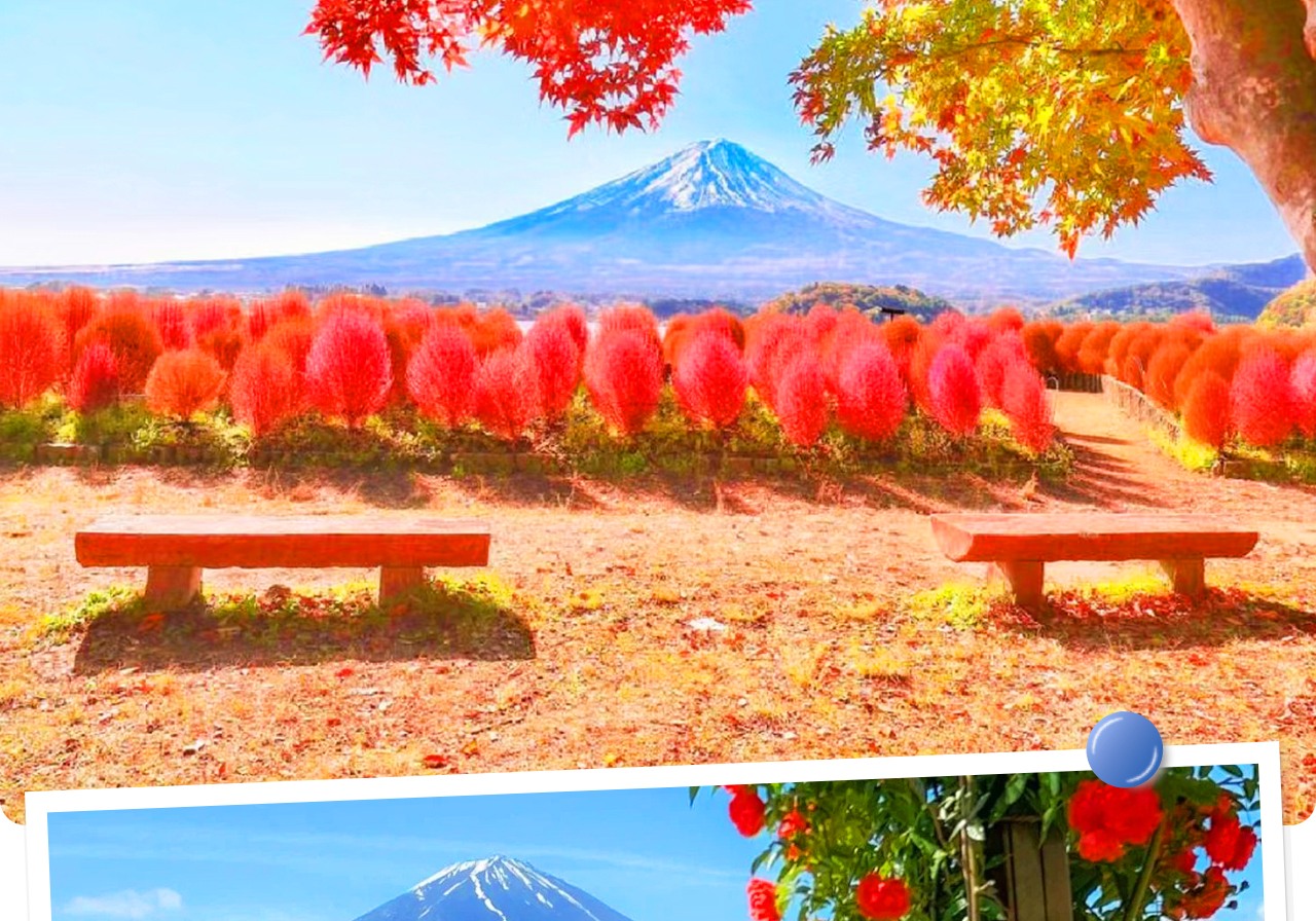 四季更迭的河口湖大石公園，春賞櫻、夏看薰衣草、秋觀掃帚草、冬望雪富士，處處皆是明信片般的絕景。