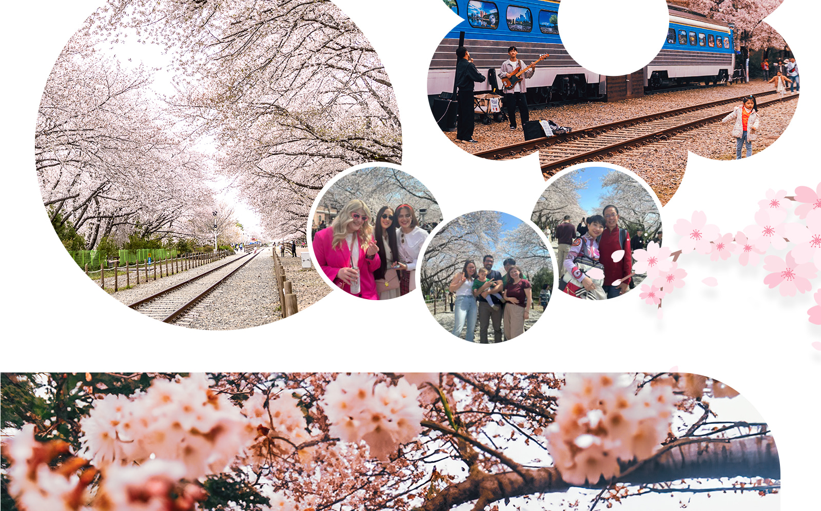 鎮海軍港櫻花節之旅 - 僅限英語