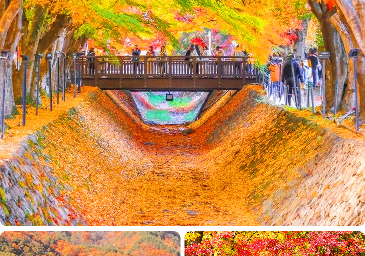 漫步在河口湖楓葉迴廊，紅葉鋪滿小徑，富士山倒映湖中，宛如步入一幅絢爛的秋日畫卷。