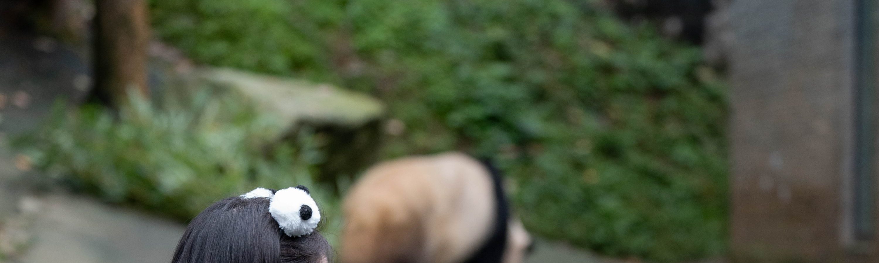 【櫻花季促銷】成都熊貓志工1日愛心體驗都江堰/臥龍熊貓基地親子營+研學體驗+贈紀念禮包頒發證書+國寶探秘+瞭解大熊貓知識