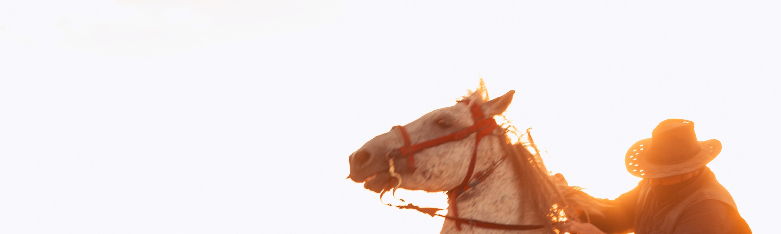 Private Photoshoot With Wild Horses in Cappadocia - Thumbnail 3