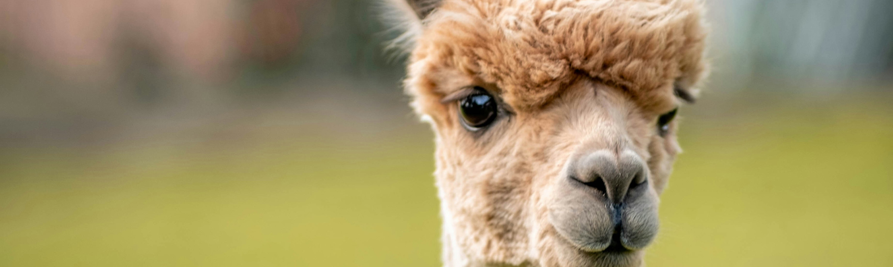 草泥馬和孩子們在一起的畫面真是太可愛了