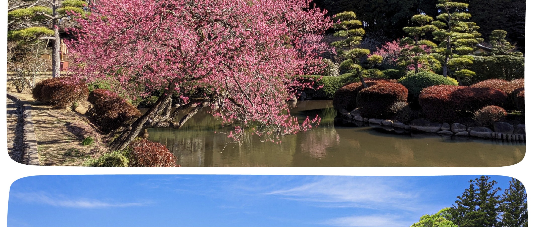 季節限定: 國營常陸海濱公園 & 足利花卉公園一日遊 (東京出發)