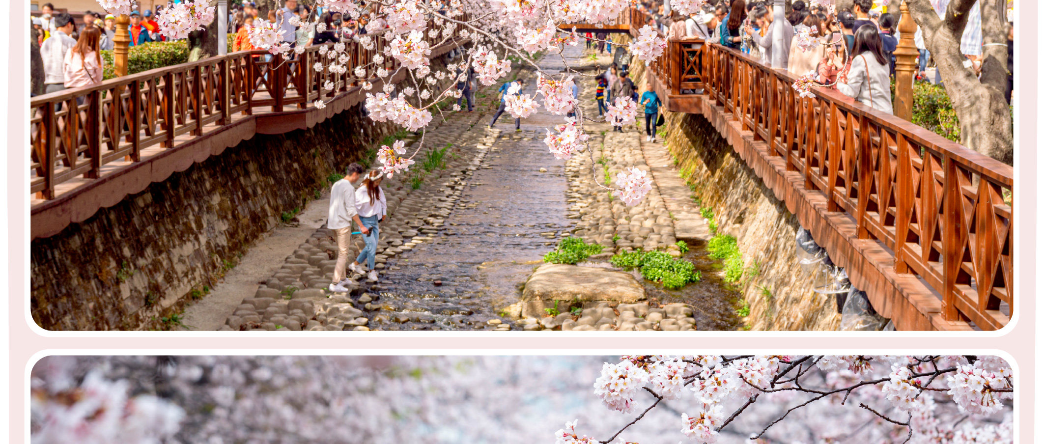 鎮海櫻花節一日遊（首爾和釜山出發）