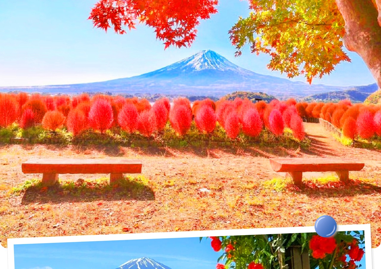 河口湖大石公園四季皆美，春賞櫻花、夏觀薰衣草、秋覽紅葉、冬看雪景，遠眺富士山盡收眼底。