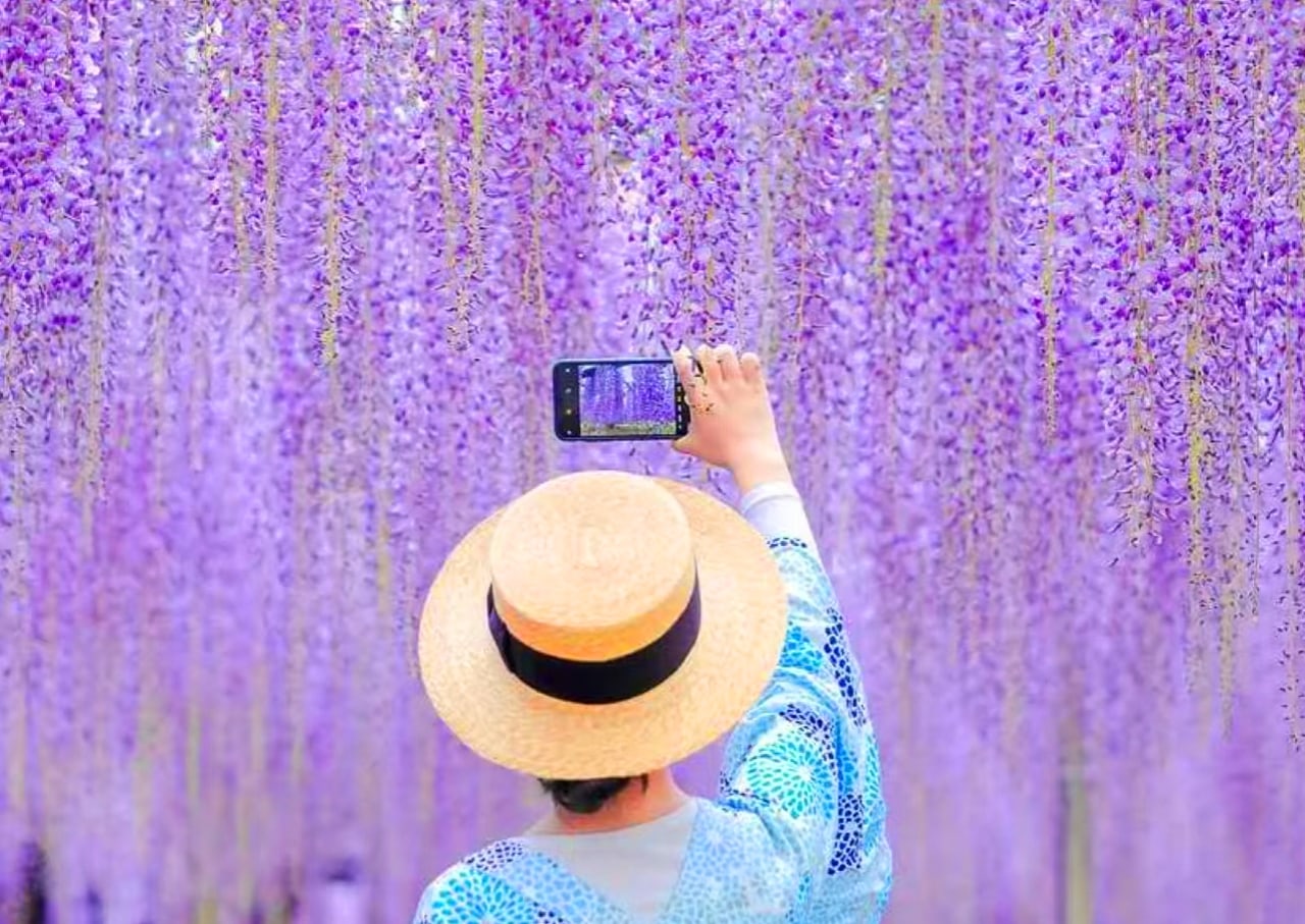 足利花卉公園以「紫藤花物語大藤節」聞名,每年春季展出350多株樹齡超過160年的大藤。 足利花卉公園以「紫藤花物語大藤節」聞名,每年春季展出350多株樹齡超過160年的大藤。