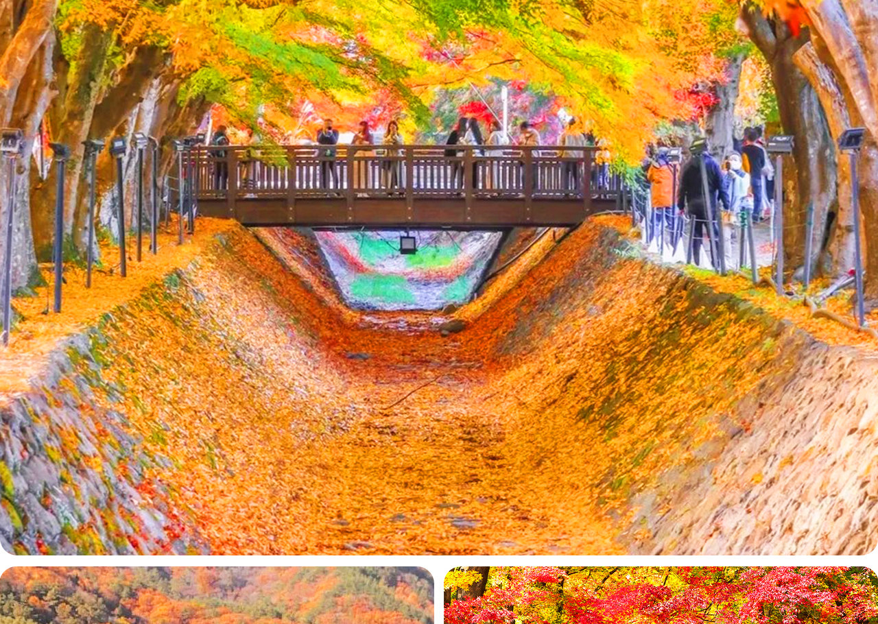 河口湖楓葉迴廊以富士山為背景，漫天紅葉鋪就夢幻秋景，是觀賞富士秋色的絕佳地點。